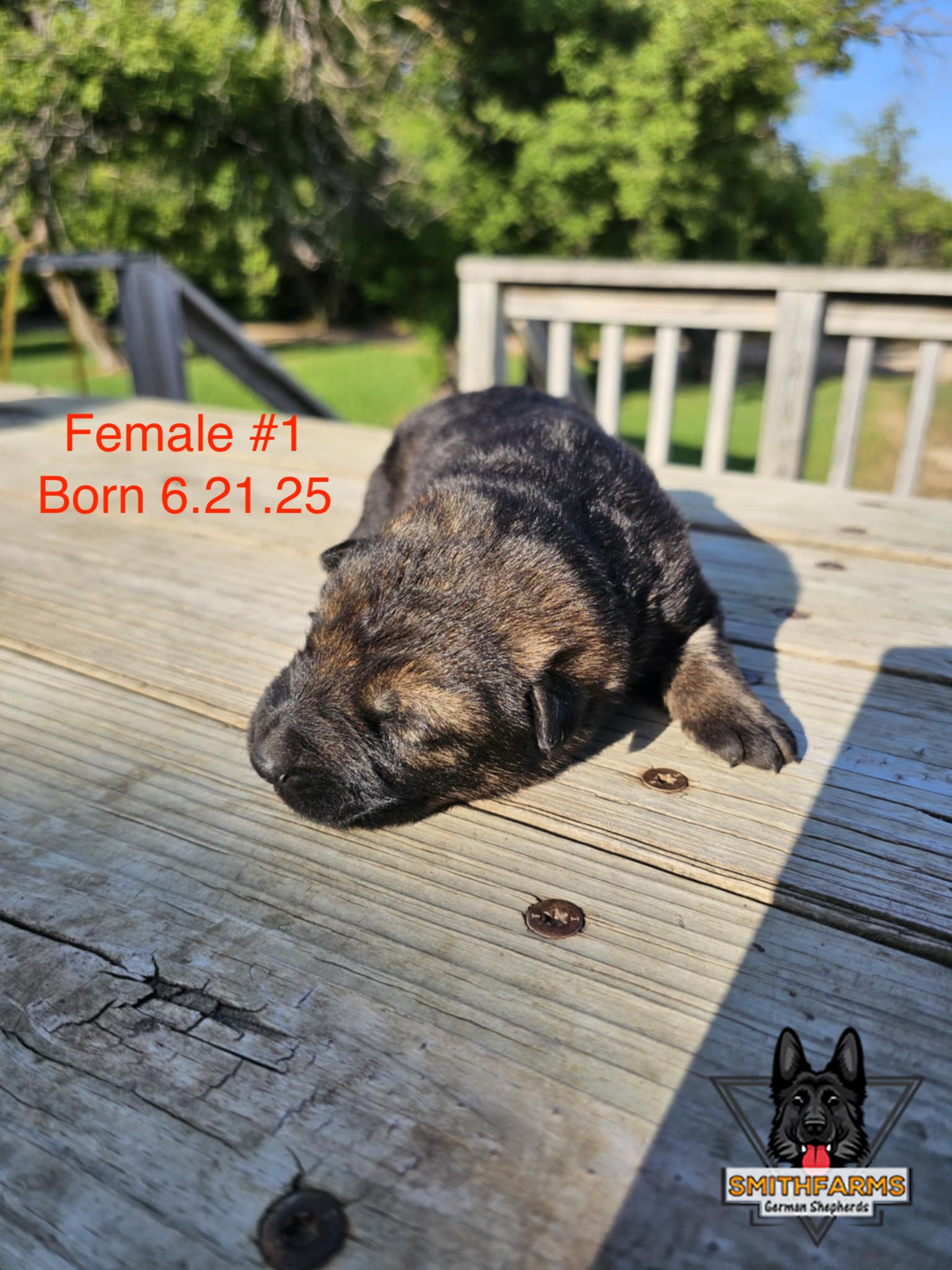 SmithFarms German Shepherds Image