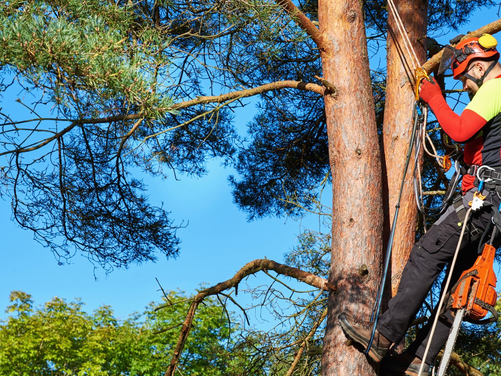 The Best Tree Service Corp