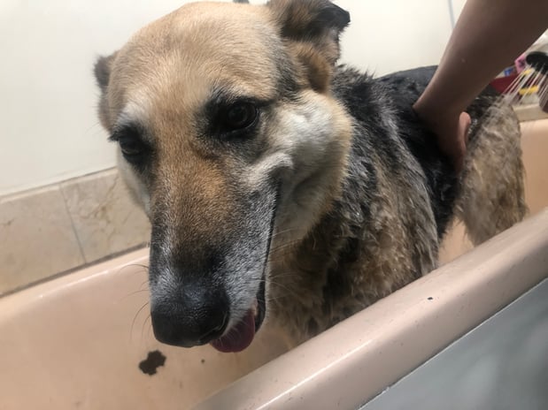 Images Melrose La Brea Animal Hospital