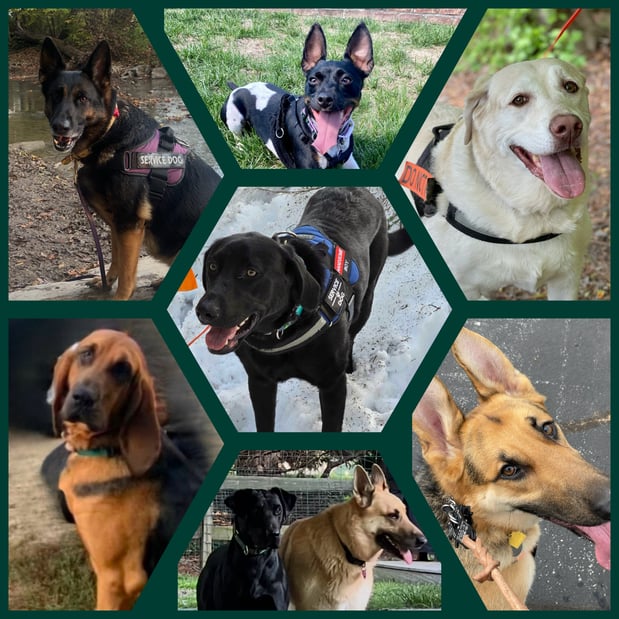Images Professional Pet Trackers