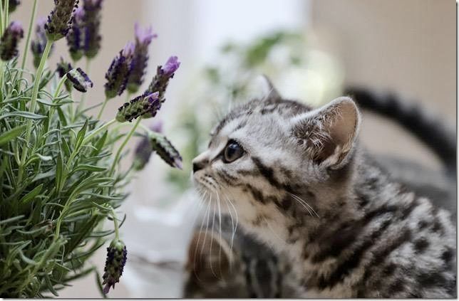 Fachtierärzte f. Kleintiere in Reithofen - Dr. Astner und Dr. Neumaier, Erdinger Straße 3 in Pastetten