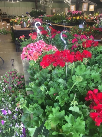 Images Adrian Durban Florist