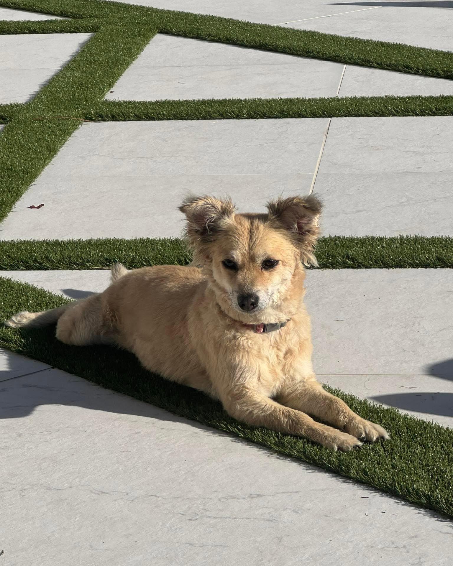 National Dog Day is a great time to celebrate our favorite four legged coworkers! They may not officially work in our office, but they are definitely part of the team!
