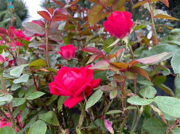 Images Cache Valley Nursery