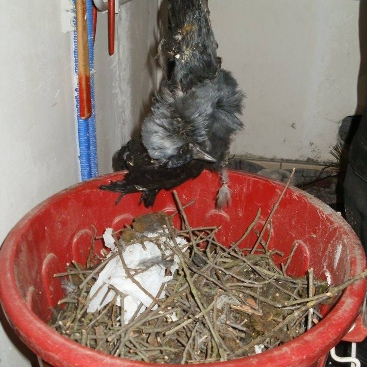 Images 't Roetventje