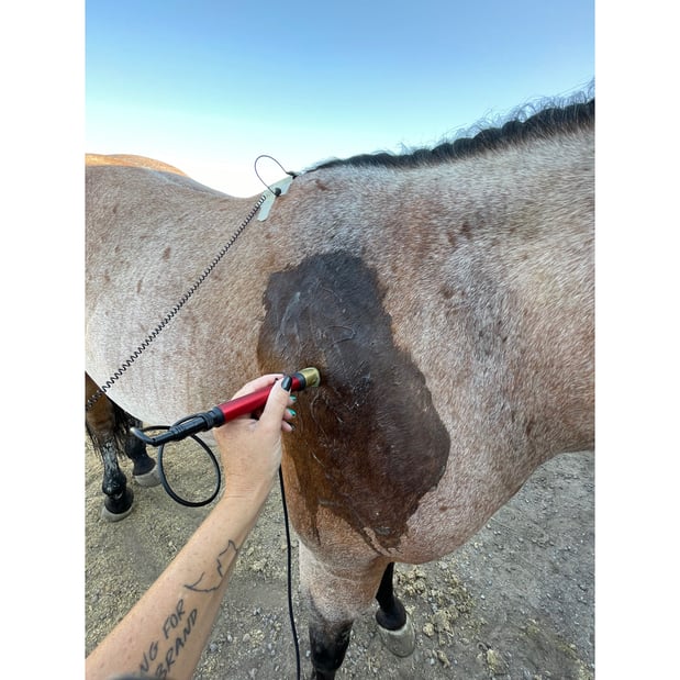 Images Electro- Elite Animal Therapy