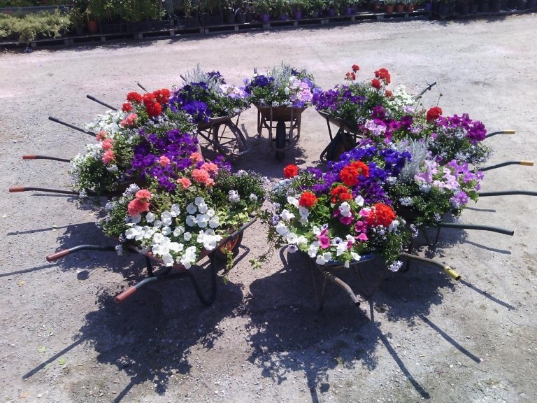 Images Floricoltura Casali Azienda Agricola