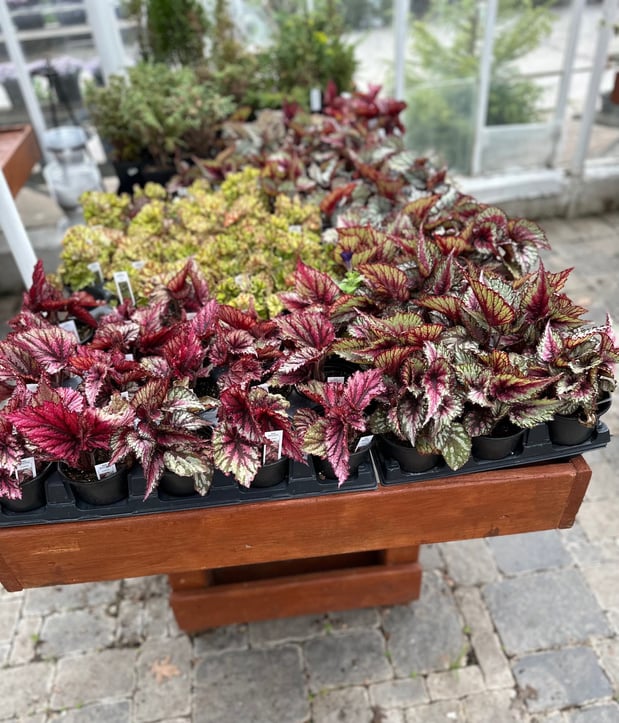Images Puritas Nursery & Garden Center