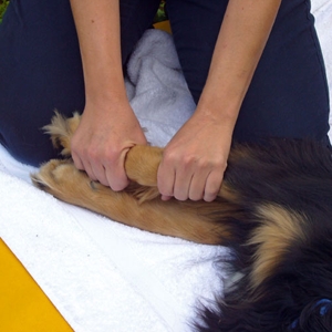Bild 2 Praxis für Kleintiere und Tierphysiotherapie Elma Strauch in Gäufelden