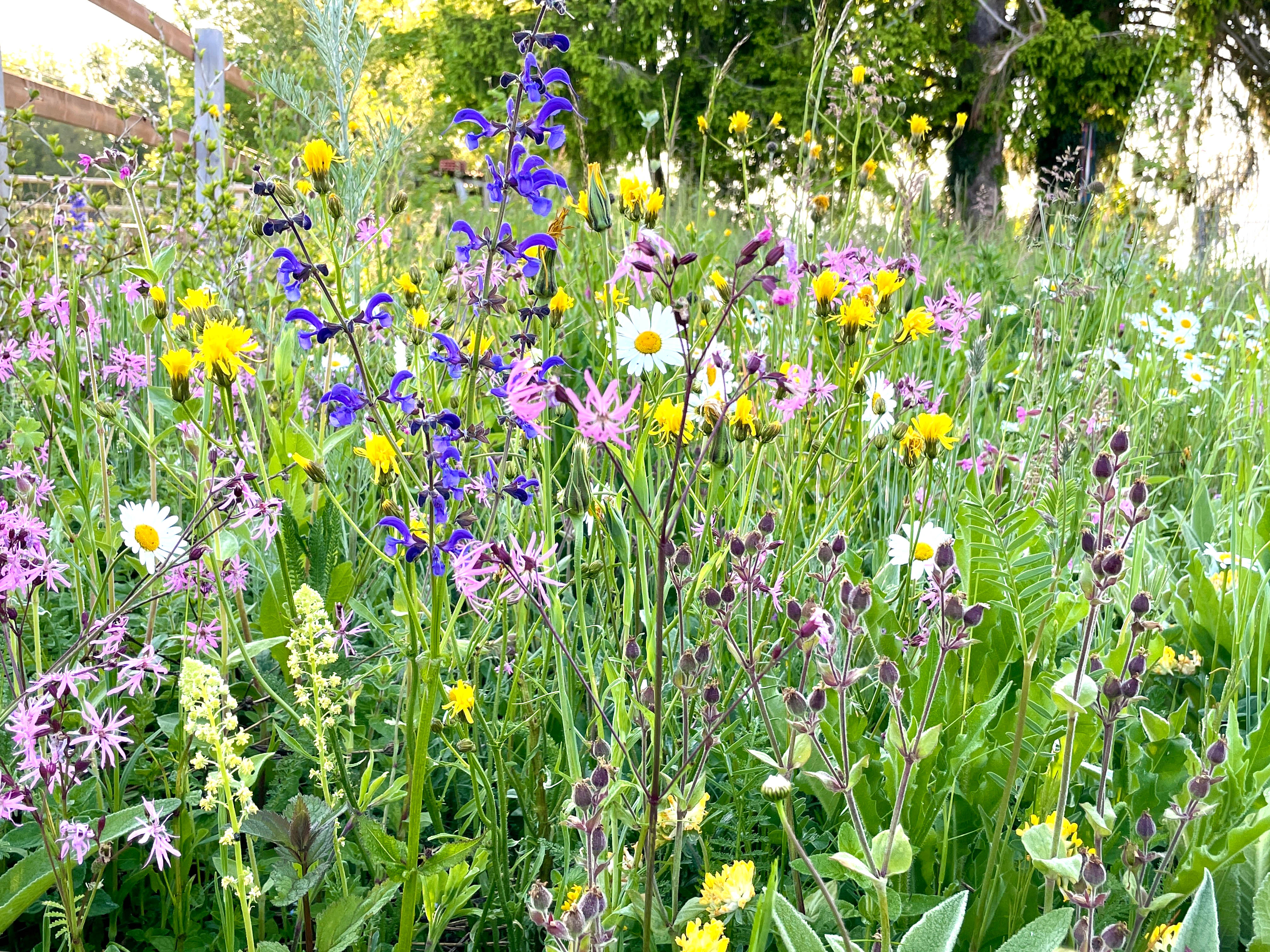 Bilder Wildblumendienst