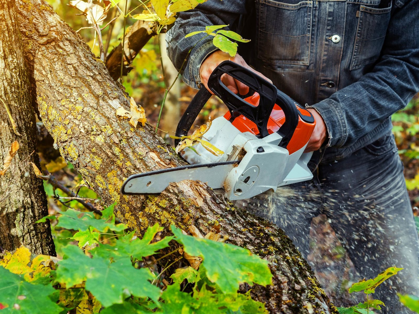D&D Tree and Landscape Services