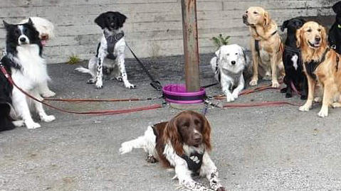 Images Primeras Hunddagis