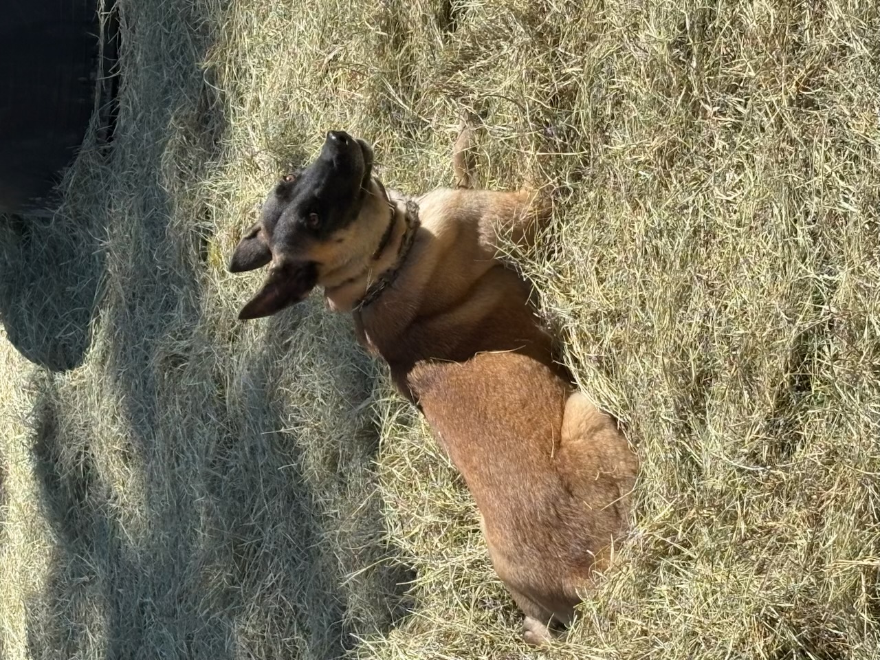 Russell's K9 Academy Image