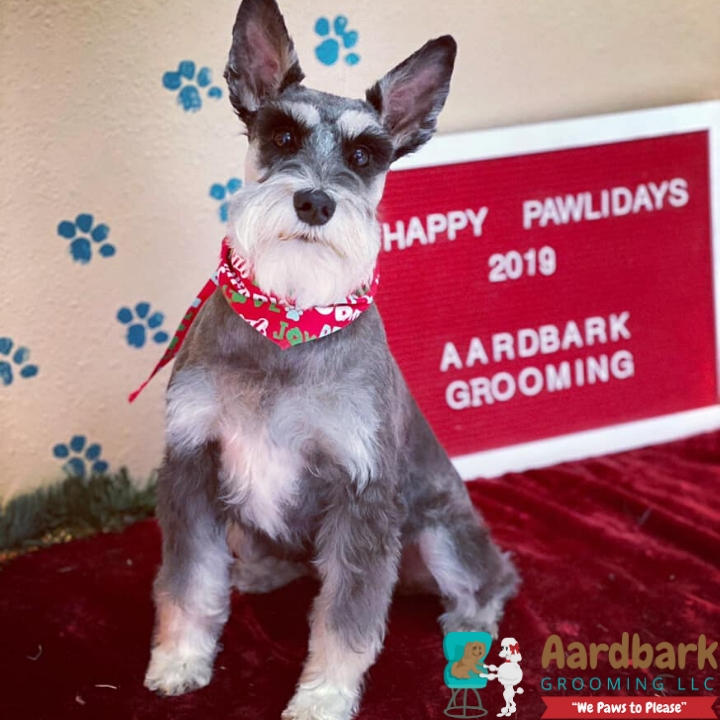 Aardbark Grooming Photo