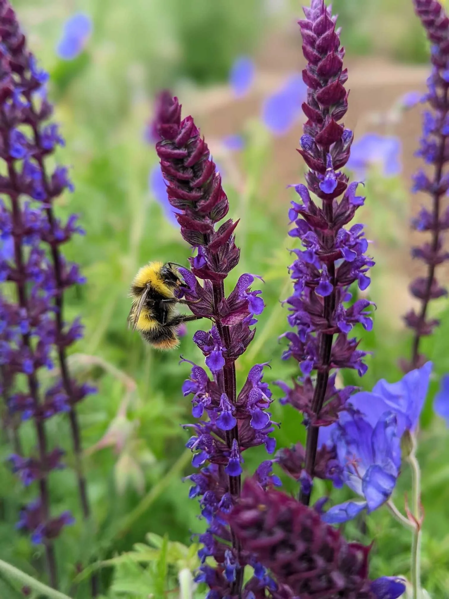 Images Pioneer Planting Ltd