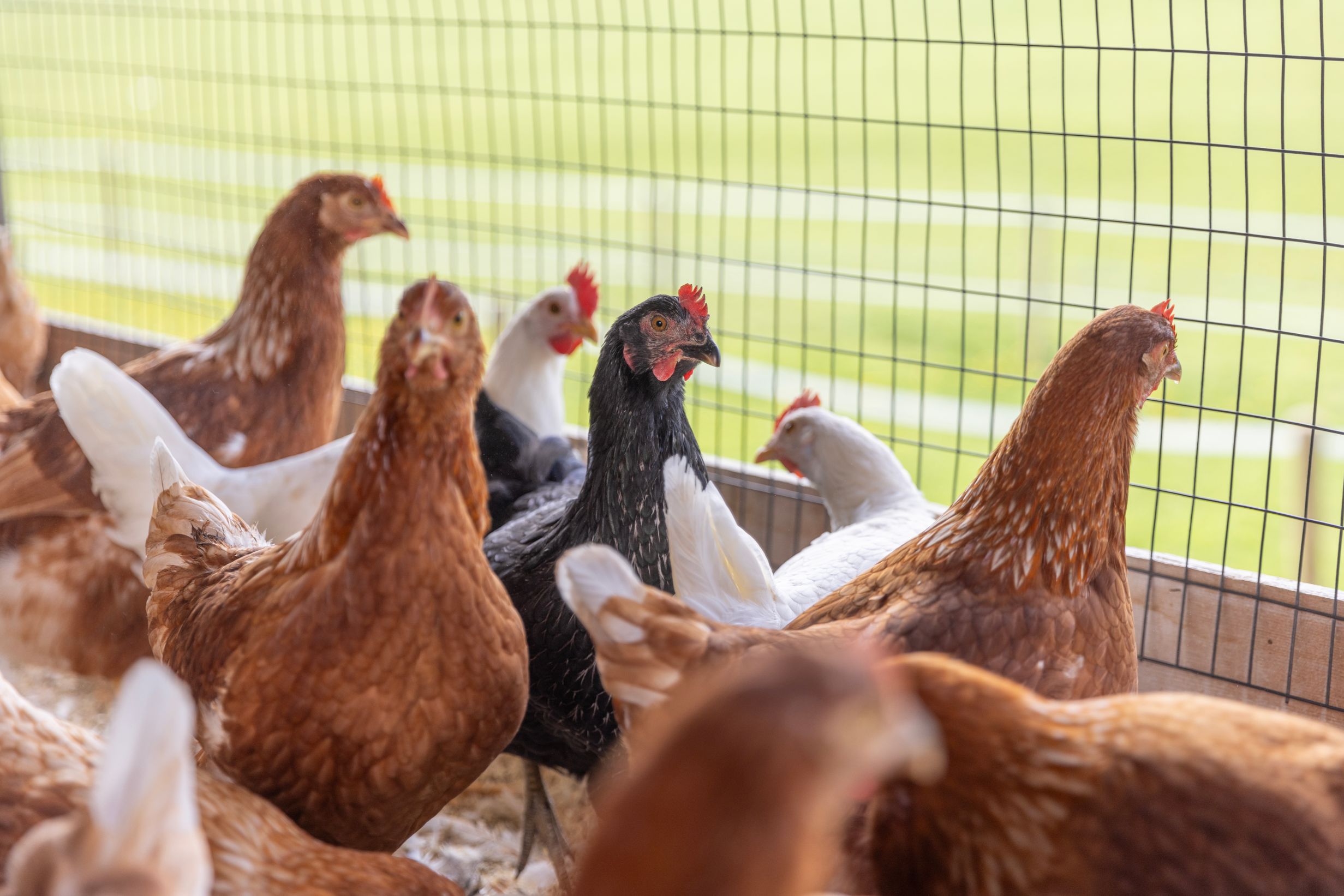 Bilder Soller Junghennen AG