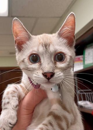 Images VCA Hollywood Animal Hospital