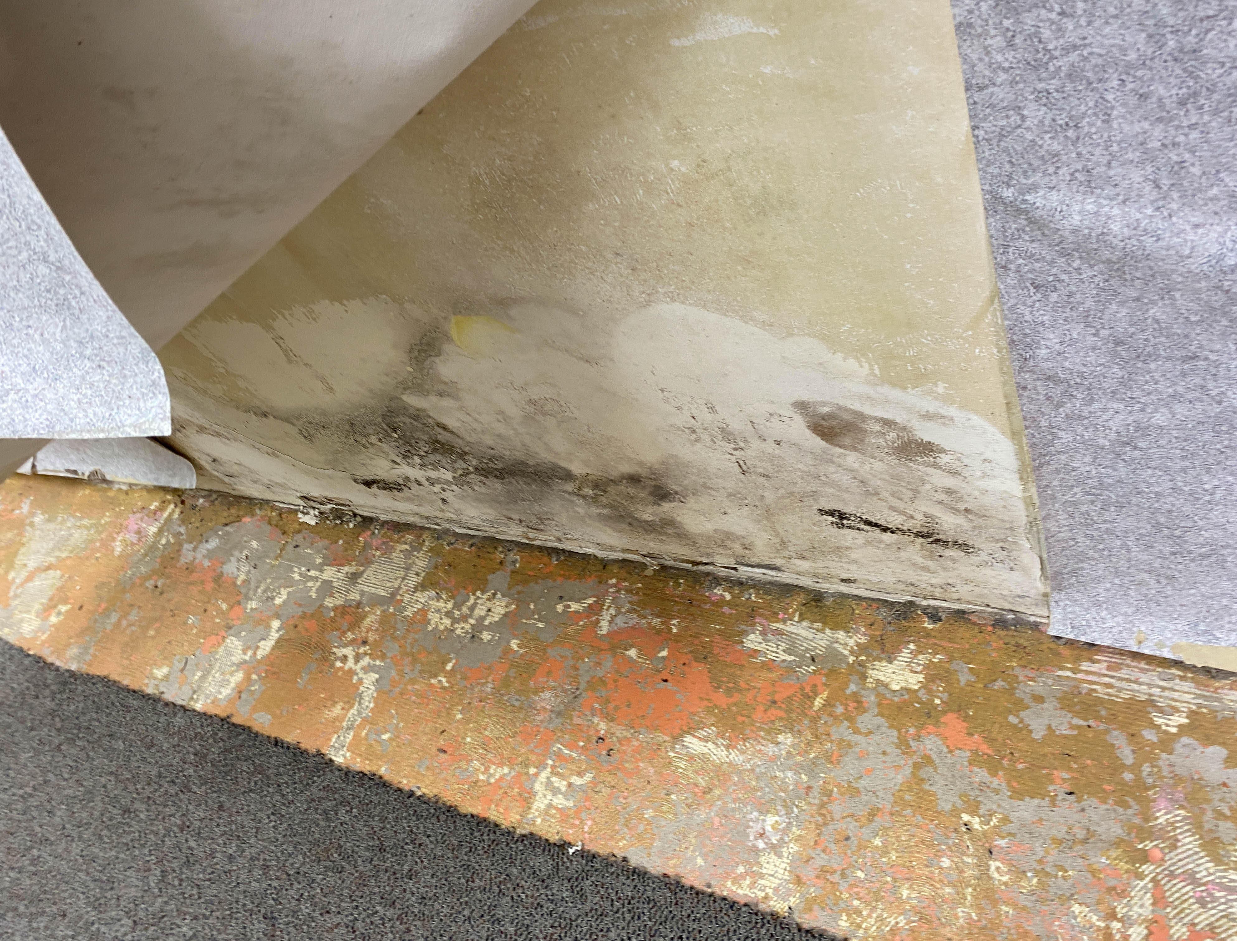 Once your home has a mold infestation, quick cleanup and remediation are vital to keeping the damage at a minimum and spreading to non-affected areas. If you have any questions or would like to schedule service for your South Laguna, CA home, please give SERVPRO of Laguna Beach / Dana Point  a call.