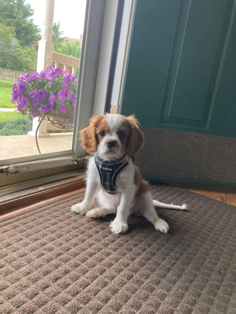 Images Judy's Cavaliers