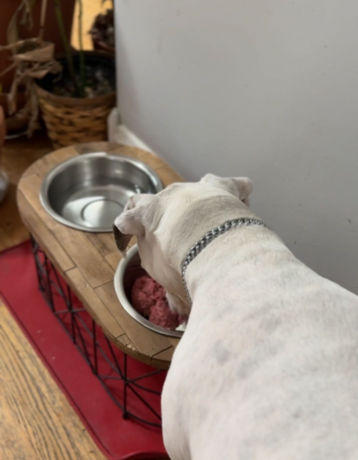 A white dog wearing a chain collar eats raw food from a metal bowl on a raised wooden feeder indoors. A second bowl of water sits beside it.