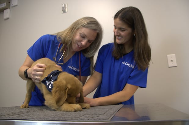 Images CityVet | Rockwall