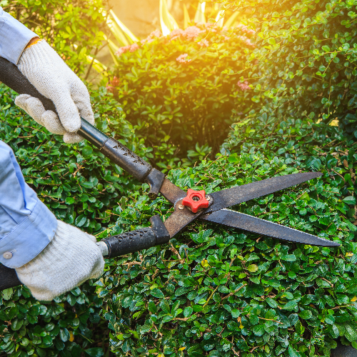 Orange County Gardening