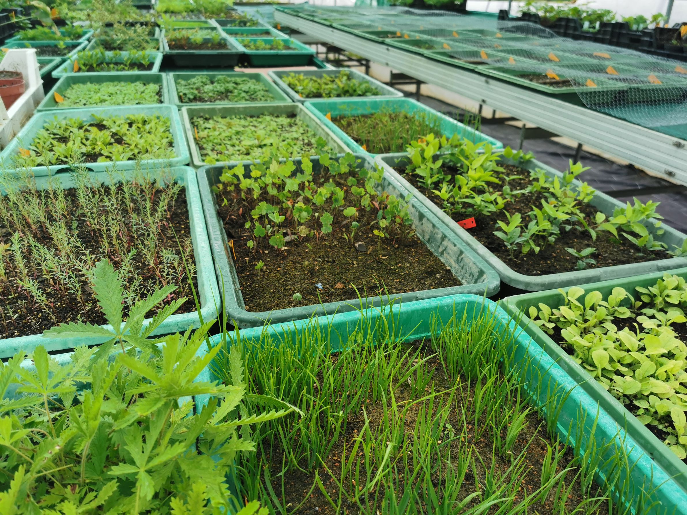 Bilder Wildpflanzengärtnerei Flora di Berna