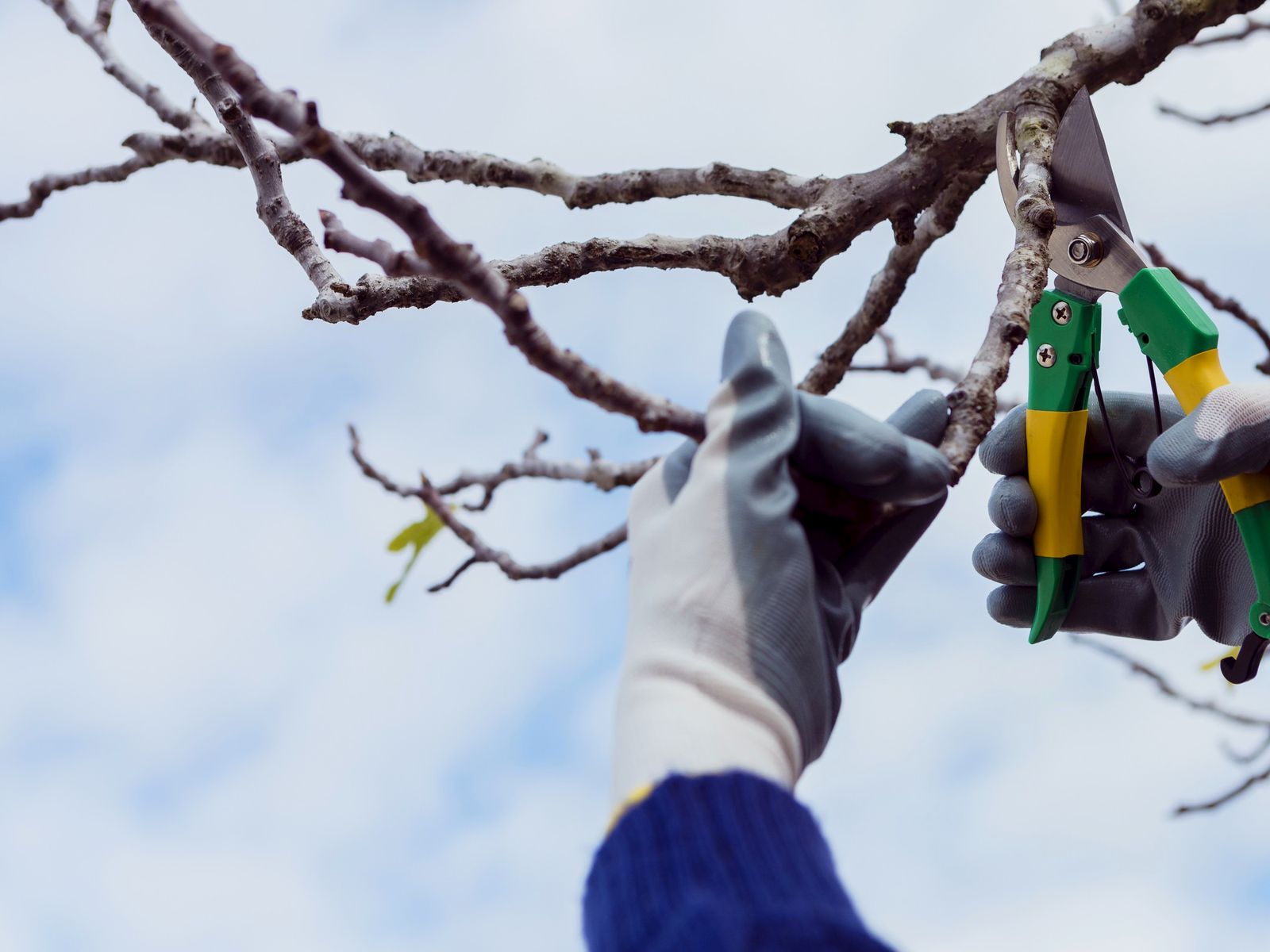 Sandoval's Tree Care