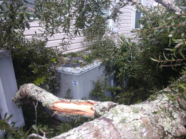 Images Branch Out Tree Service LLC