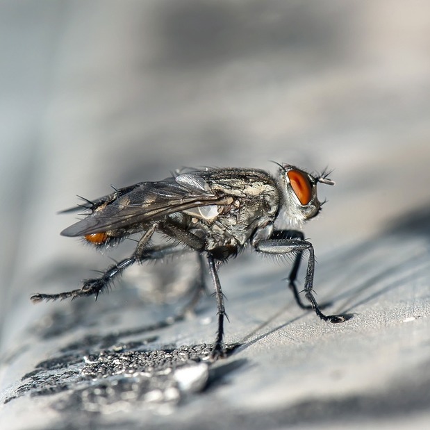 Images Pestco Professional Services