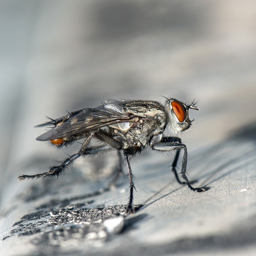 Commercial fly control
