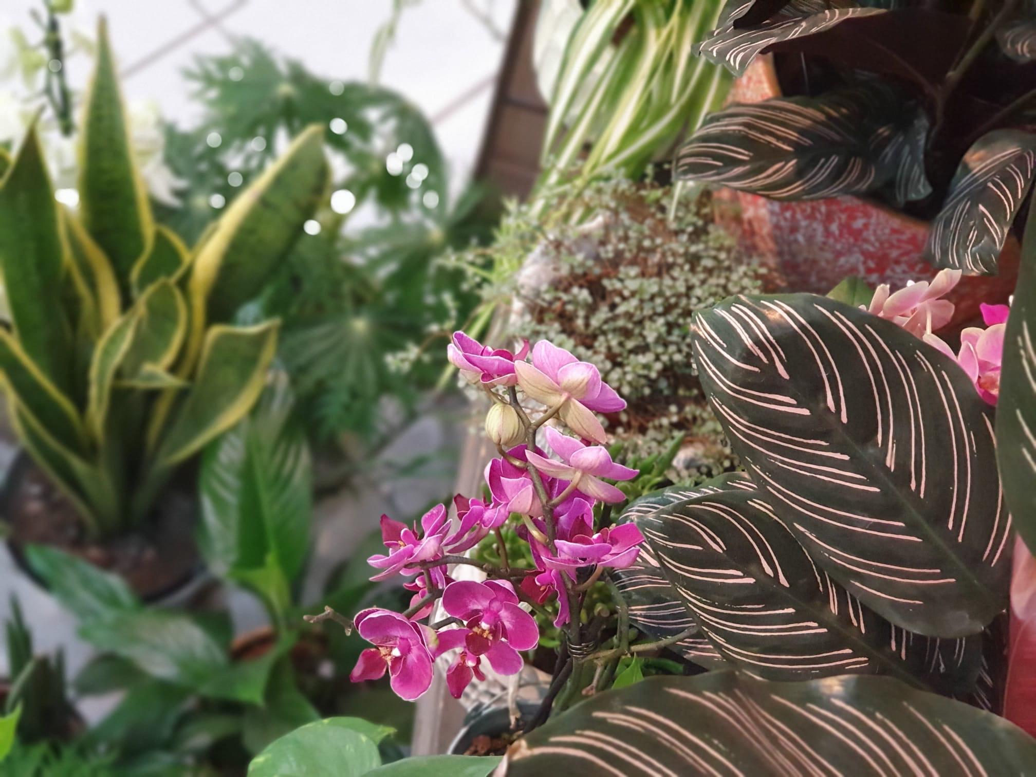 Bluemeträff Martin von Bergen GmbH, Wildenstrasse 14 in Neuhausen am Rheinfall