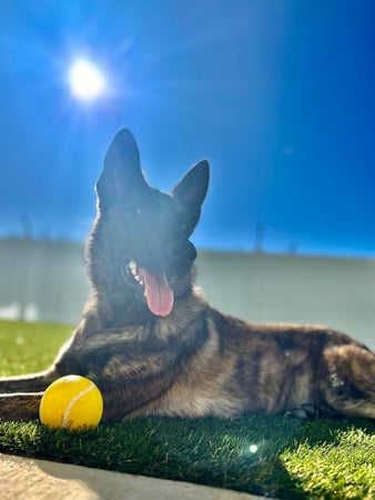 Images Our Dog House in Argyle LLC