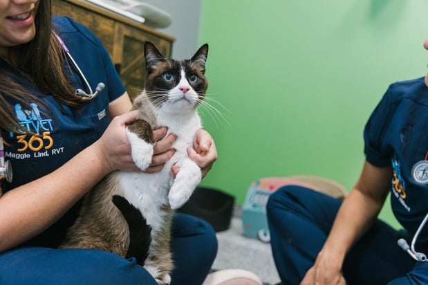 Images PetVet365 Pet Hospital Denver - Highlands Ranch
