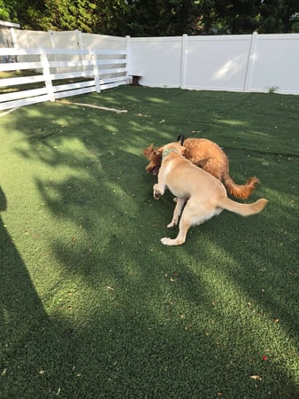 Images Wag Watchers DayCare & Spa
