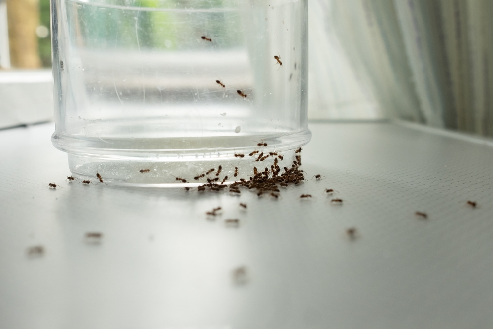 Spring is here in Cincinnati, Ohio! That means ants, rodents, and even termites are beginning to stir. Staying ahead of them with professional pest control and pest prevention can save you from bigger problems down the road. Have you seen signs of pests? Call Sure Thing Pest Control today to schedule your inspection!