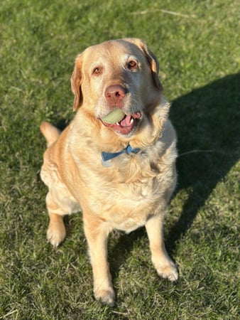 Images Leash and Love LLC