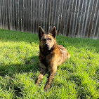 Images Dog Pawpa K9 Connection