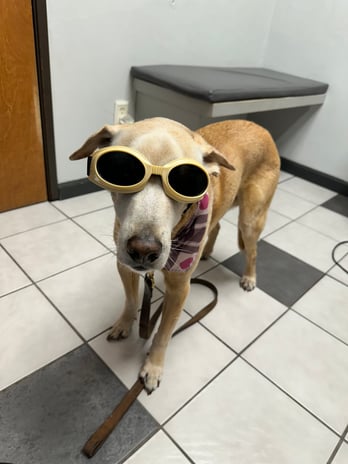 Images VCA Preston Park Animal Hospital