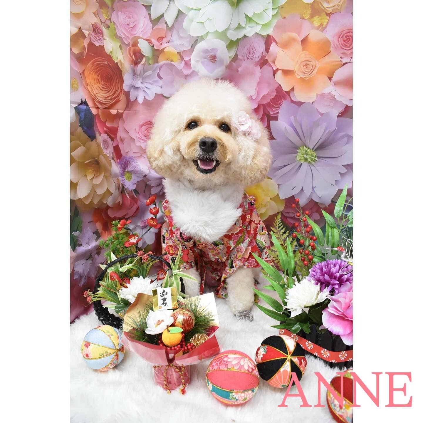 Images わんわんスタイルANNE