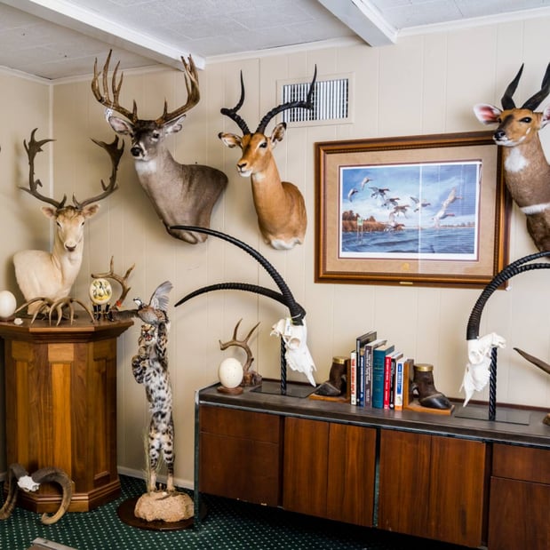 Images Safari Life Taxidermy