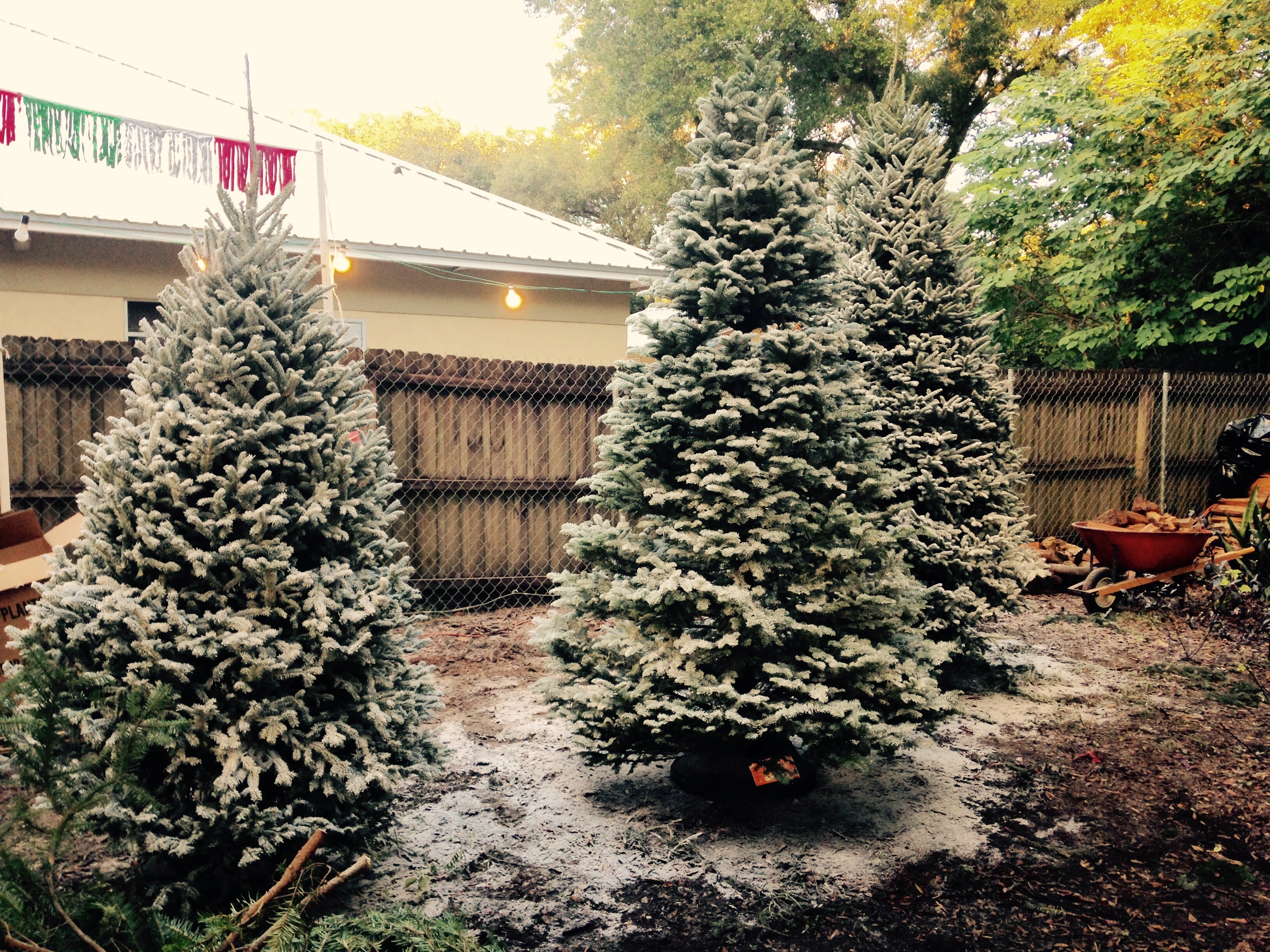 3 White flocked - Christmas trees