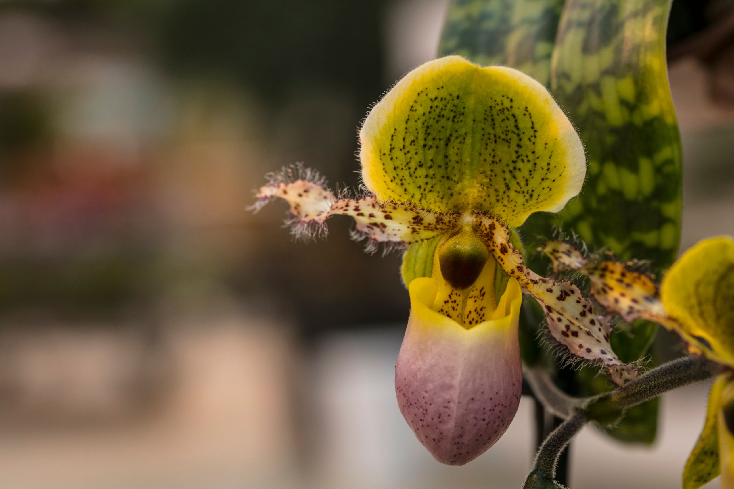 Gärtnerei Allemann GmbH, Benkenstrasse 266 in Witterswil