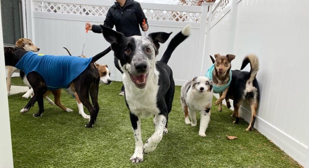 Images Lowell Road Veterinary Center