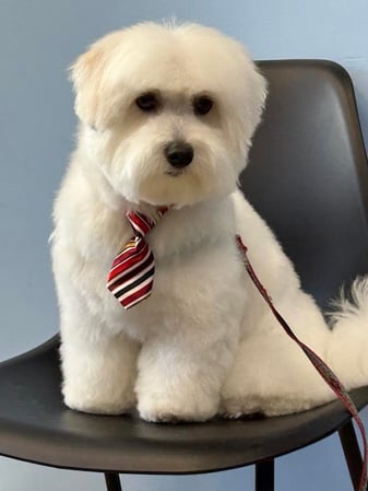 Images Miss Molly's Lap of Luxury Grooming Salon