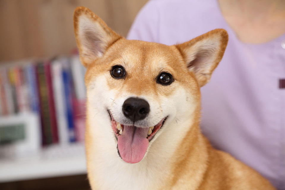 Images バンブーペットクリニック