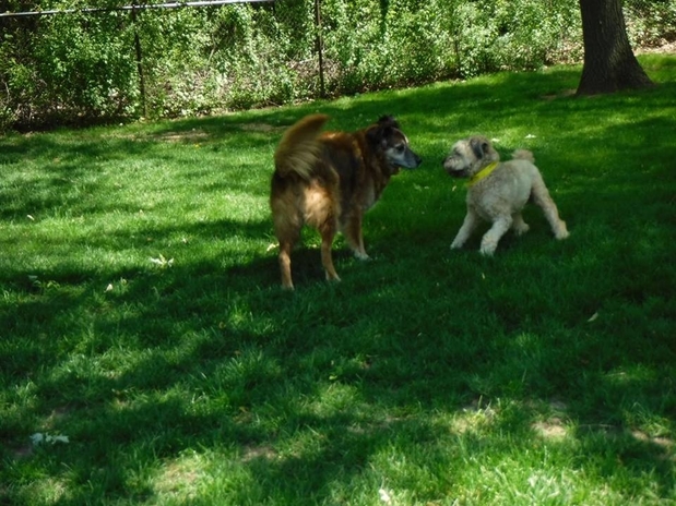 Images Barrington Kennels Co.