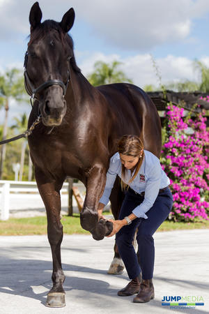 Images Palm Beach Equine Clinic