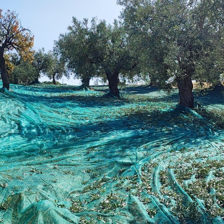 Images AZIENDA AGRICOLA MIRACCO ATANASIO FRANCO