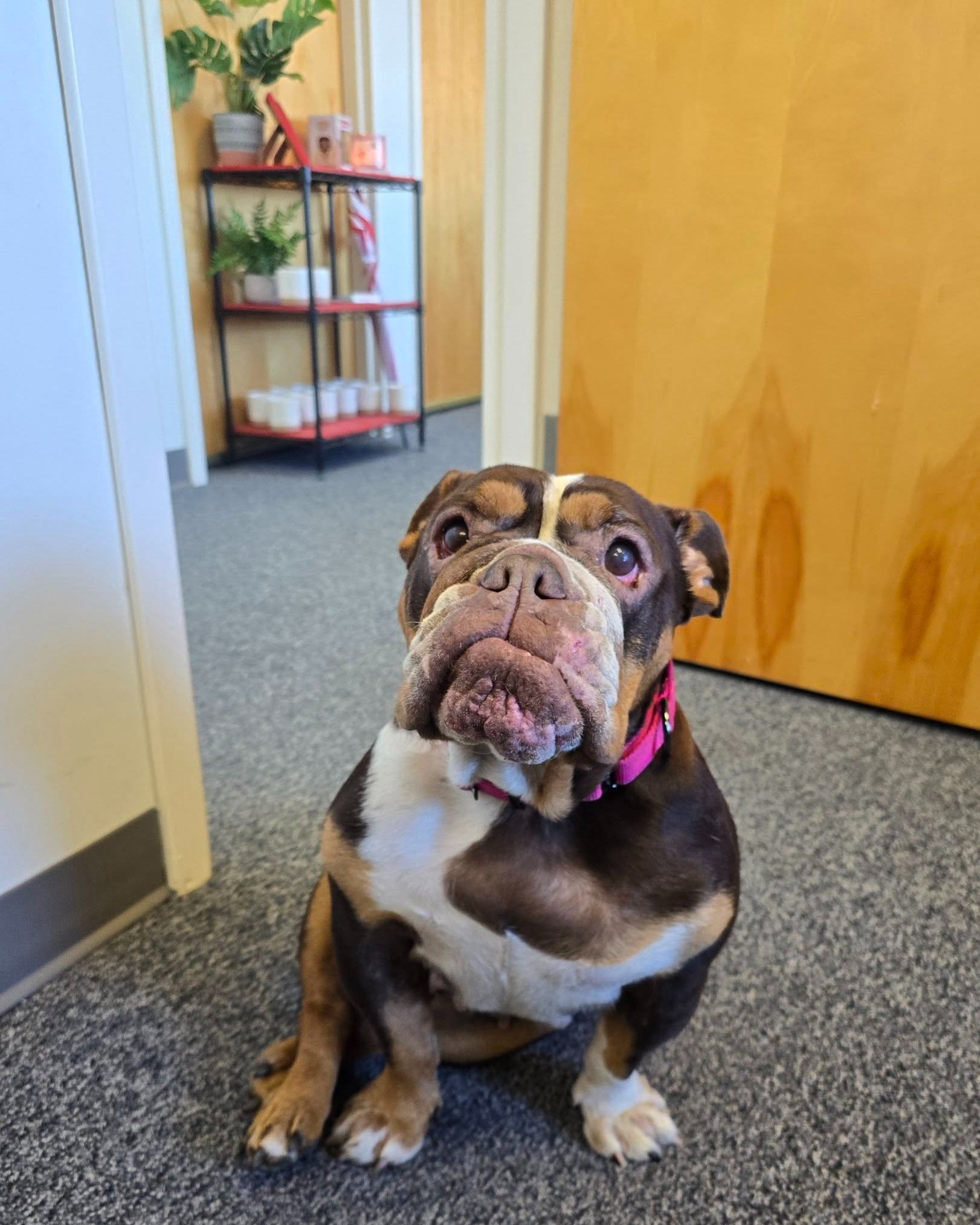 Nicole Hibbard - State Farm Insurance Agent Image